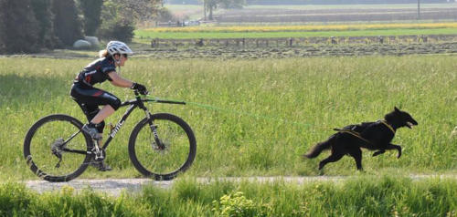 Hunde mit Fahrrad