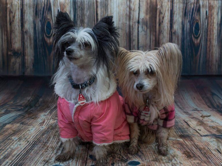 Hunde Fotoshooting 2019