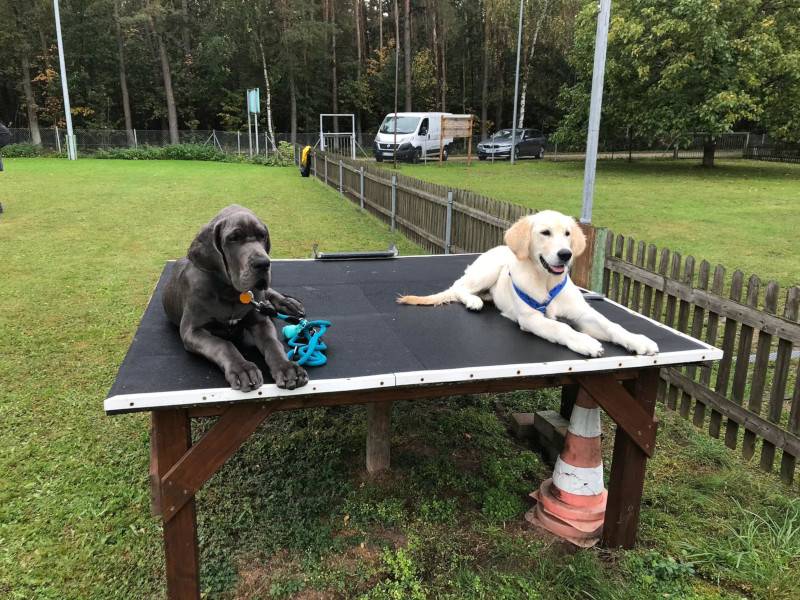Hunde auf einer Tischtennisplatte