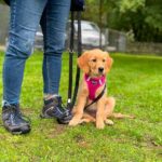 Entspannter Hund – Mehr Gelassenheit im Alltag