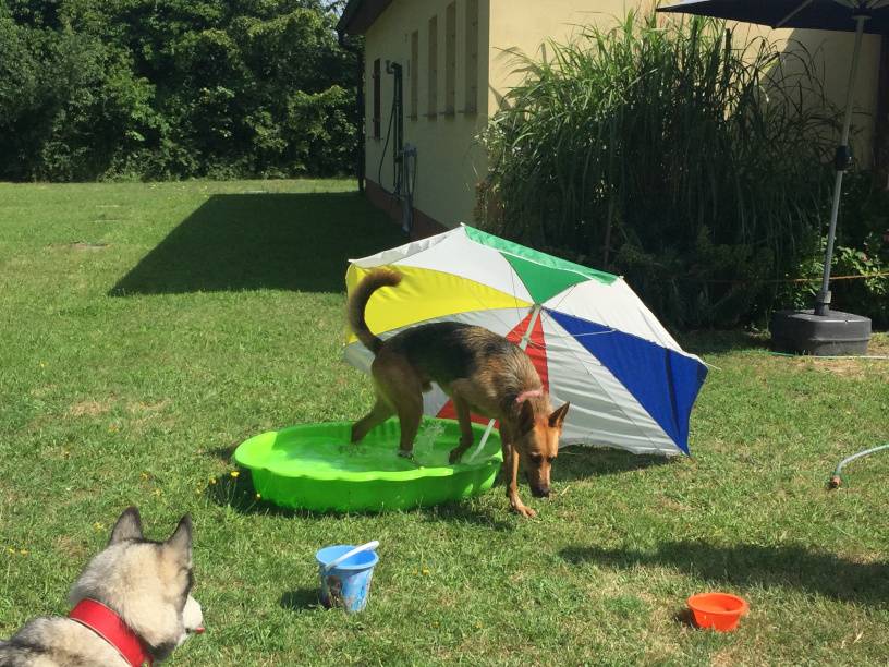 Hund in einem Pool