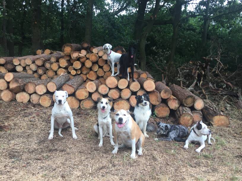 Viele Hunde auf einem Holzstapel
