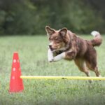 Junghunde und Erwachsene - dranbleiben und weiter wachsen