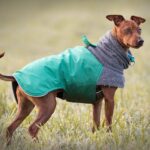 Erziehungsgruppe – Für Hunde bis 15 Kg