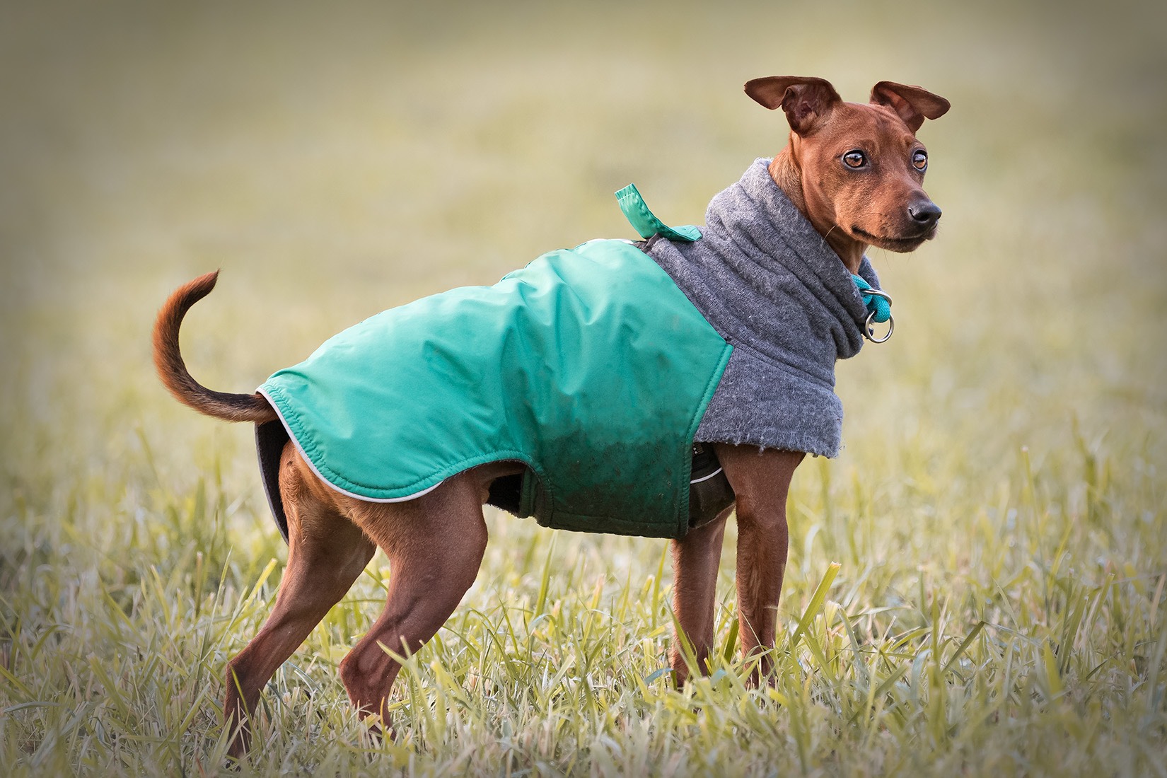 Erziehungsgruppe – Für Hunde bis 15 Kg