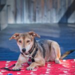 Sicher & Stark im Alltag – Stunde für unsichere und ängstliche Hunde