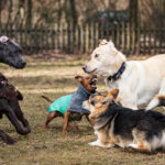 Gemischte Erziehungsgruppe - Für alle Hund-Mensch-Teams