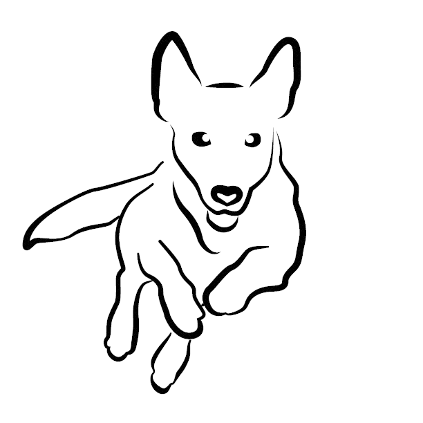 Erste Hilfe für den Hund