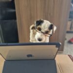 Kostenloser ONLINE Infoabend Zughundesport