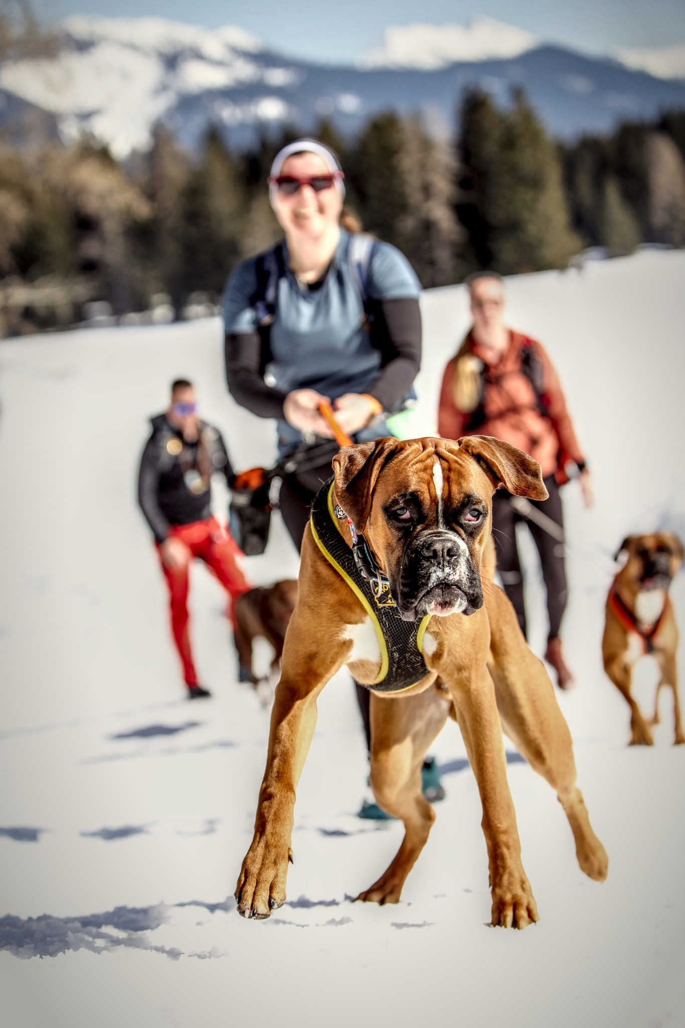 Dog's Activity bei Mountainman Nikolaus-Trail