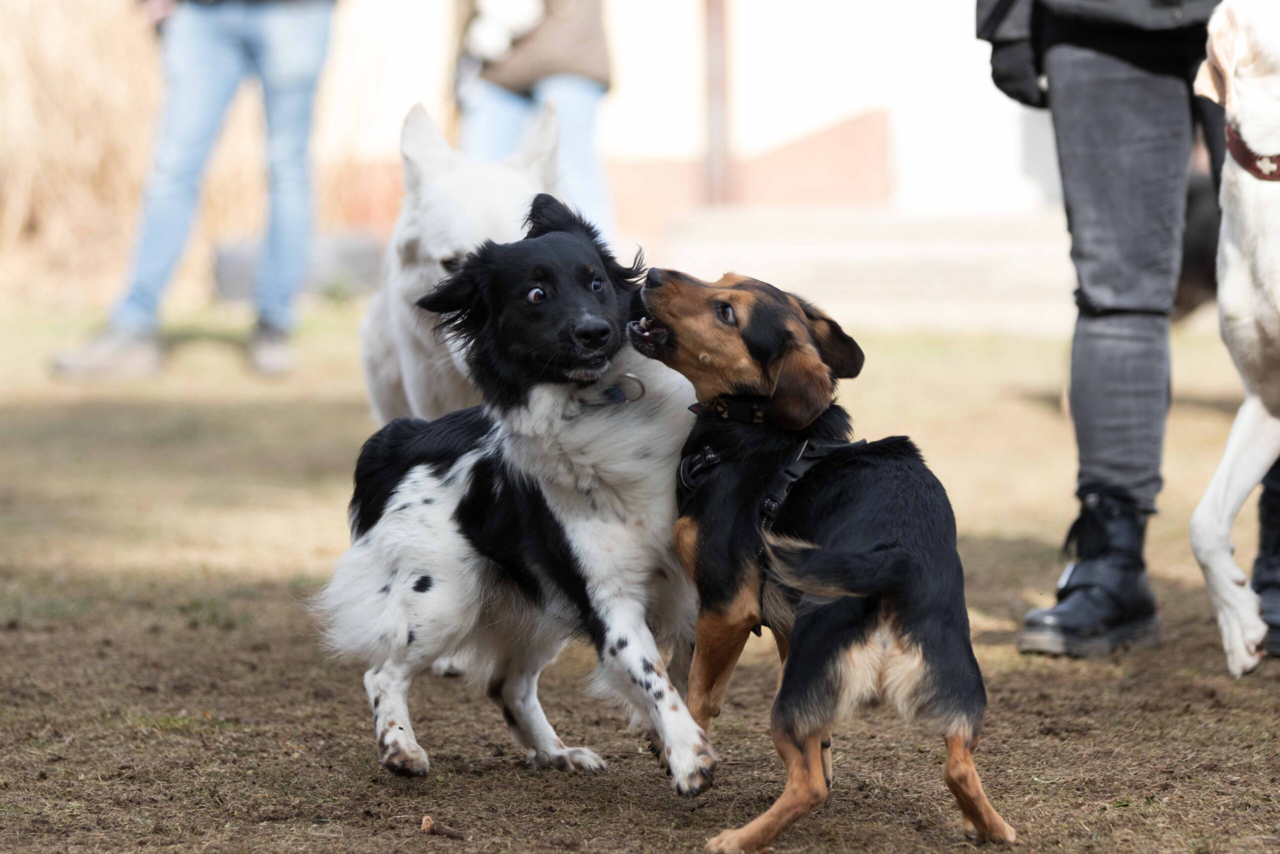 Die Körpersprache des Hundes Allgemein Teil 1