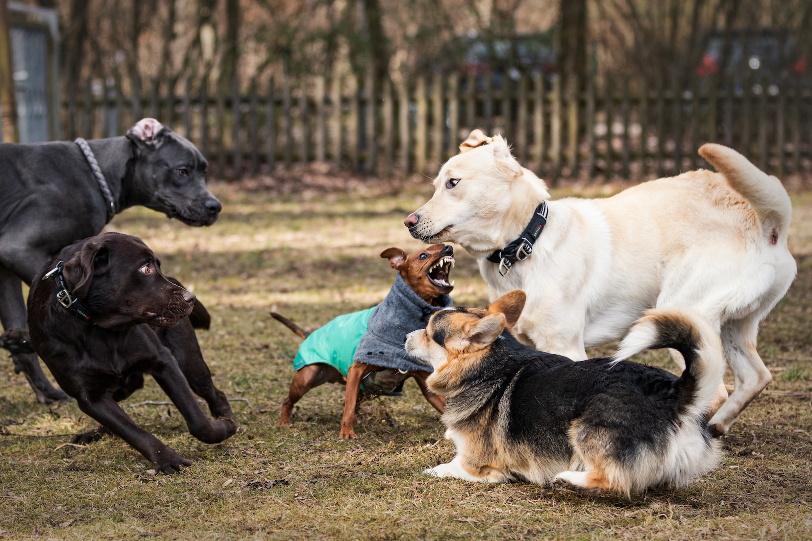 Die Körpersprache des Hundes - Praxis