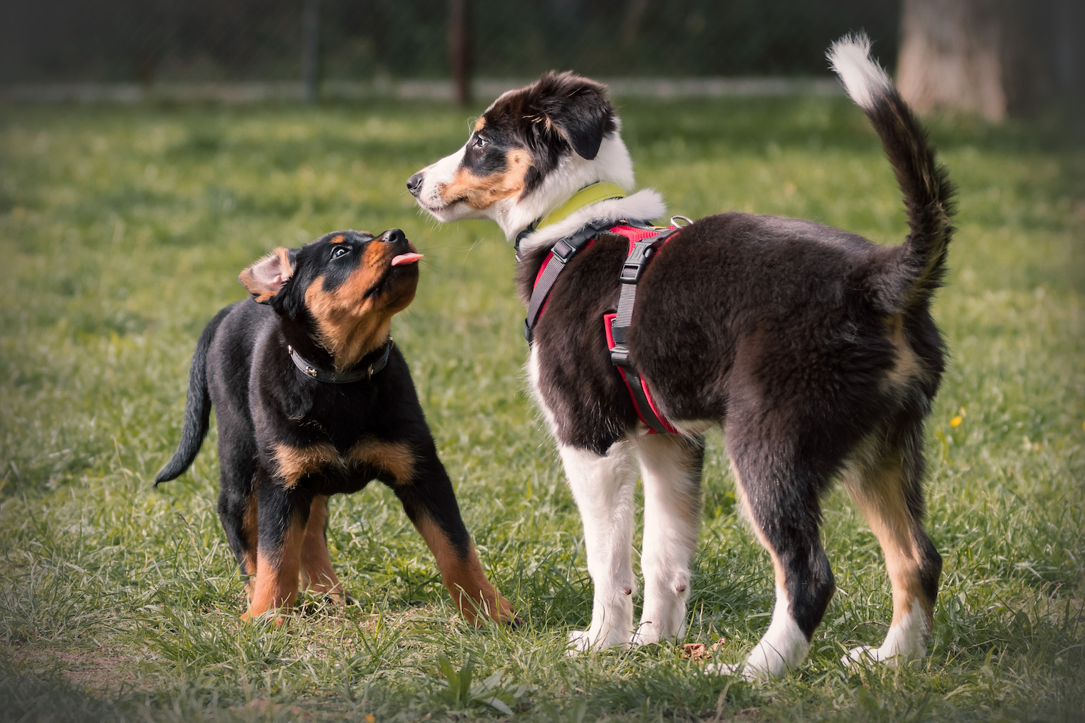 Kommunikationsgruppe für Hunde