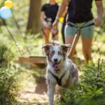 Sommersport Caniwalk
