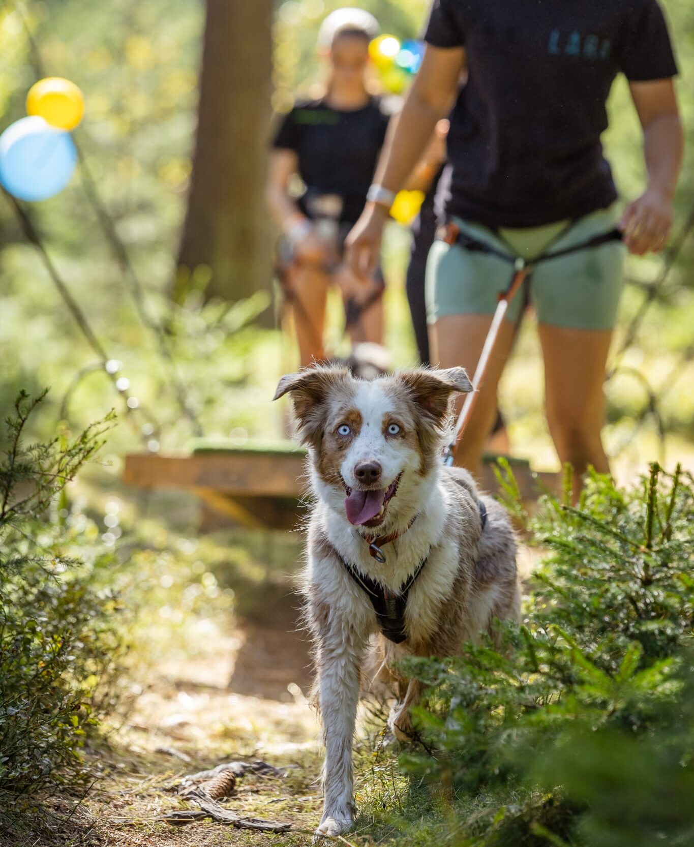 Sommersport Caniwalk