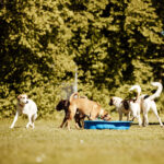 Sommerfest 2026